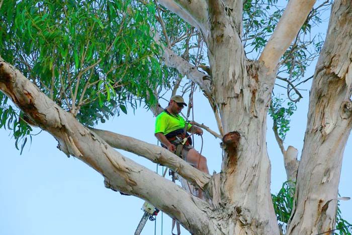 Winnipeg arborists