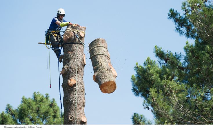 tree service Saskatoon